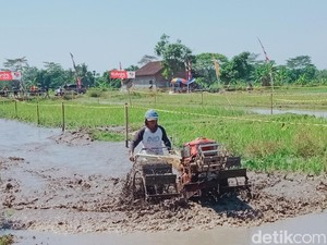 Unik! Balap Traktor di Sawah Kebonarum Klaten, Saking Ngebut hingga Terlepas