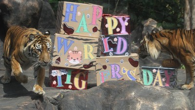 Batu Secret Zoo Gelar Peringatan Hari Harimau Sedunia