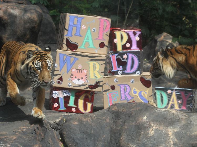 Batu Secret Zoo Gelar Peringatan Hari Harimau Sedunia