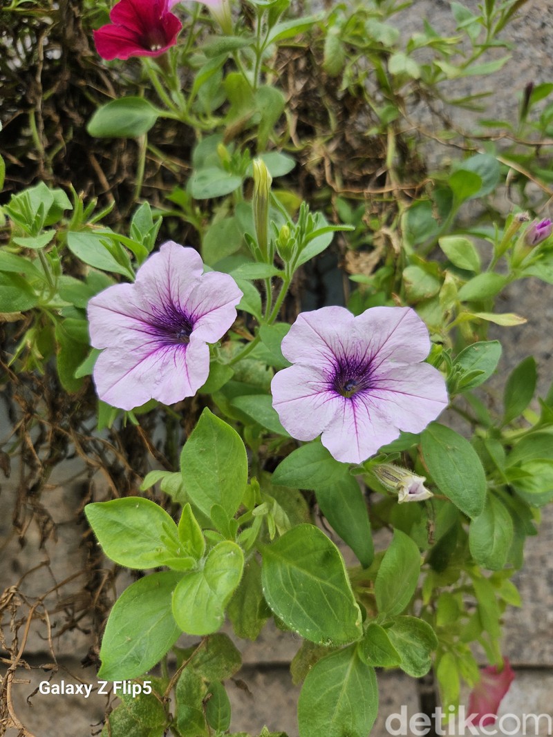 Seoul Dipotret Samsung Galaxy Z Flip 5