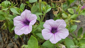 Mencoba mengambil foto makro menggunakan Galaxy Z Flip 5. Foto: Virgina Maulita Putri/detikcom