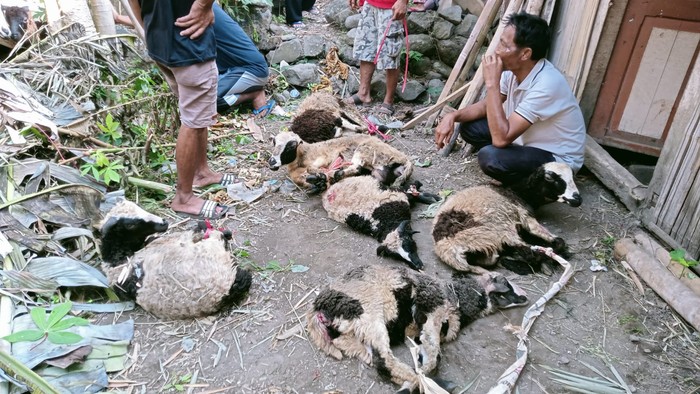 Belasan kambing di Desa Cibentang, Kuningan ditemukan mati mendadak.