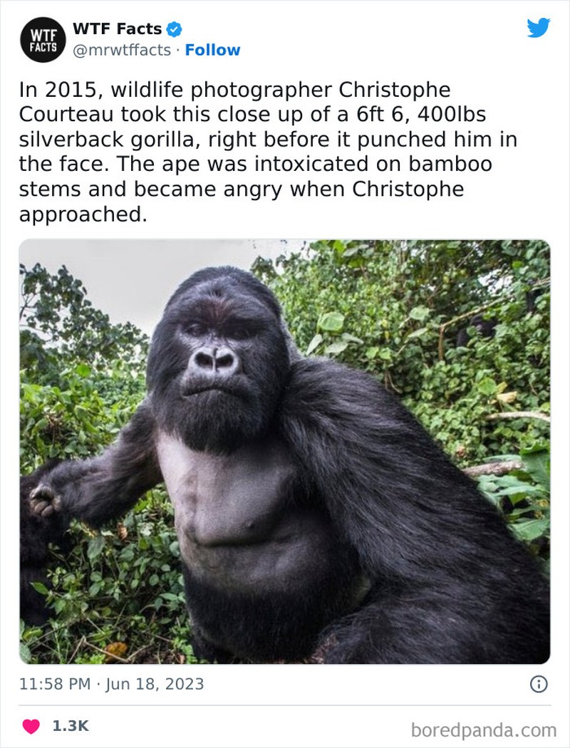 mrwtffacts via Bored Panda