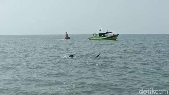 hiu tutul di perairan Pasuruan