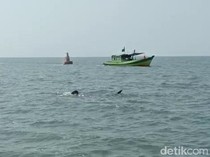 Kawanan Hiu Tutul Susuri Perairan Pasuruan di Bulan Agustus