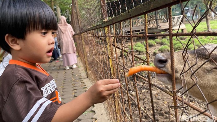 Memberi makan rusa di Taman Uncal Bandung