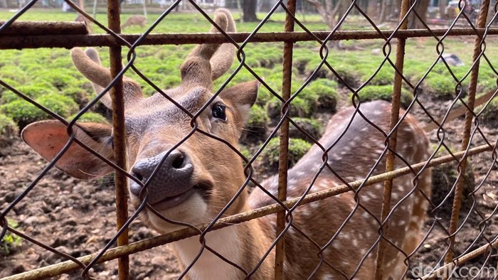 Memberi makan rusa di Taman Uncal Bandung