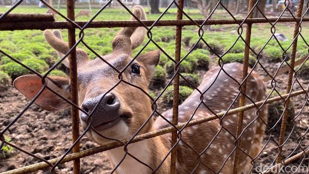 Memberi makan rusa di Taman Uncal Bandung