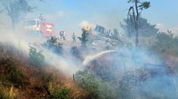 Api menjalar membakar semak hingga pohon yang tumbuh di hutan tersebut. 