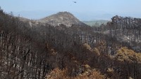 Hutan yang dulu rimbun dan hijau kini menghitam karena terbakar. 