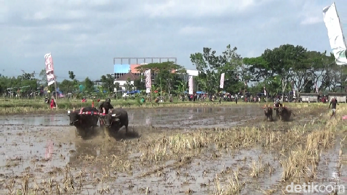 Tradisi karapan kerbau sambut musim tanam padi di Lumajang