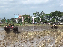Keseruan Tradisi Karapan Kerbau Sambut Tanam Padi di Lumajang