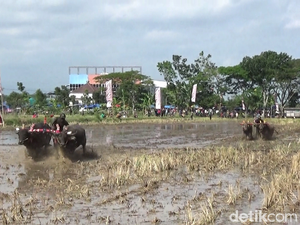 Lumajang juga Punya Karapan, tapi Jagoannya Kerbau