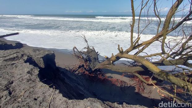 Abrasi di Pantai Trisik, Kulon Progo, DIY, Senin (31/7/2023).
