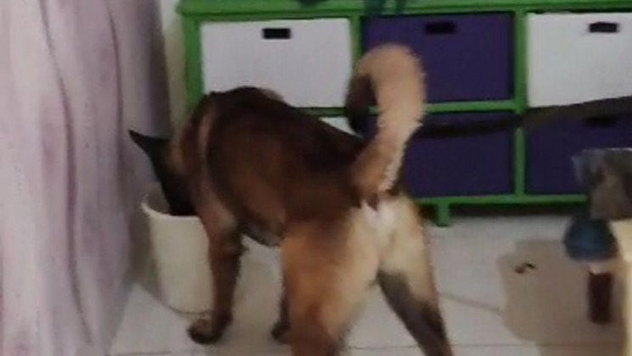 Anjing Pelacak Milik Sat Sabhara Polres Cimahi Endus Benda Mencurigakan di Rumah Pelaku Pencurian Uang