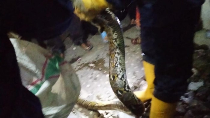 Damkar Kabupaten Bogor evakuasi ular sanca yang masuk ke permukiman warga