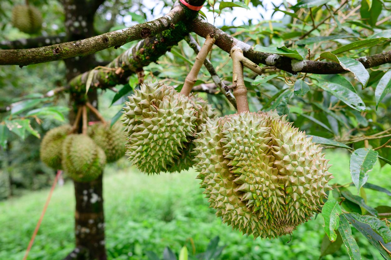 Lelang durian di China laku terjual Rp 820 jutaan
