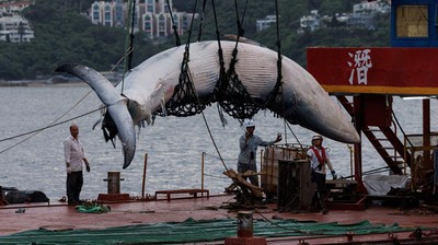 Foto-foto Evakuasi Bangkai Paus di Perairan Hong Kong
