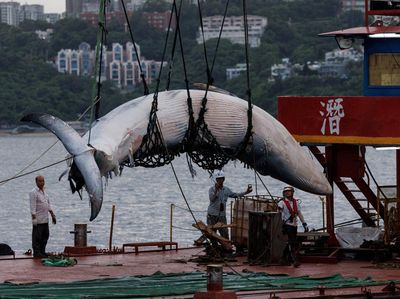 Foto-foto Evakuasi Bangkai Paus di Perairan Hong Kong