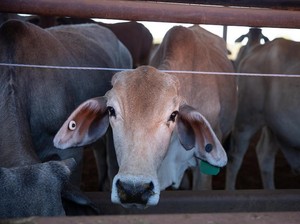 Heboh Temuan Penyakit Kulit di Sapi Impor Asal Australia