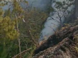 Hutan di Probolinggo 3 Hari Terbakar, Api Hampir Merembet ke Kawasan TNBTS