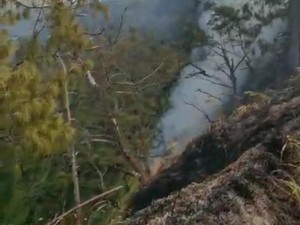 Hutan di Probolinggo 3 Hari Terbakar, Api Hampir Merembet ke Kawasan TNBTS