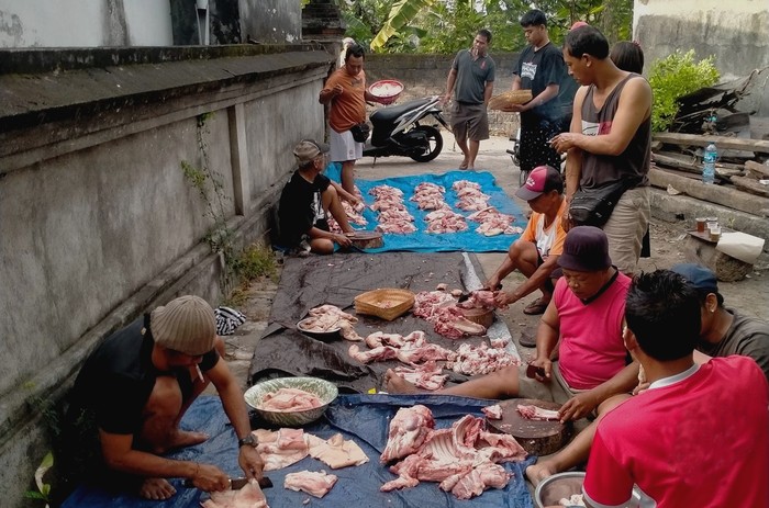 Kegiatan mepatung daging babi jelang Galungan, Dinas Kesehatan ingatkan untuk memasak daging dengan baik dan waspadai meningitis, Senin (31/7/2023). (Putu Krista/detikBali)
