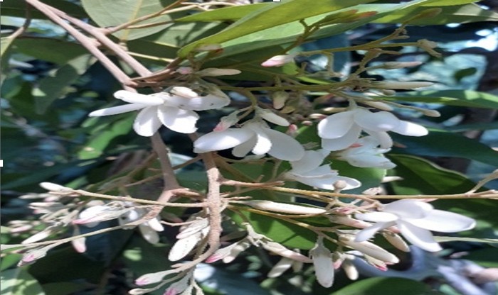 Kokoleceran