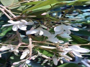 Kokoleceran, Flora Identitas Provinsi Banten yang Terancam Punah