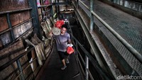Seorang pedagang mengangkut dagangannya di pasar penampungan. Mereka mulai menempati penampungan itu setelah Blok VI  Pasar Senen dibongkar untuk direvitalisasi.  