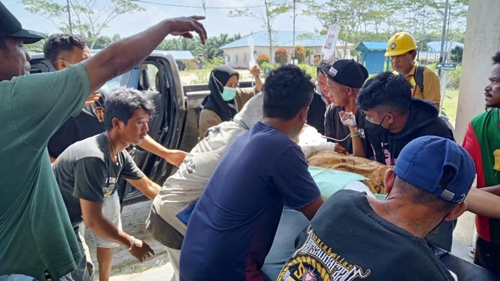 Pekerja wanita di Kalbar dilarikan ke rumah sakit usai diterkam buaya di sungai.