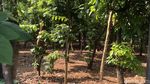 Heboh Disebut Sarang LGBT, Hutan Kota Cawang Kini Dijaga 24 Jam