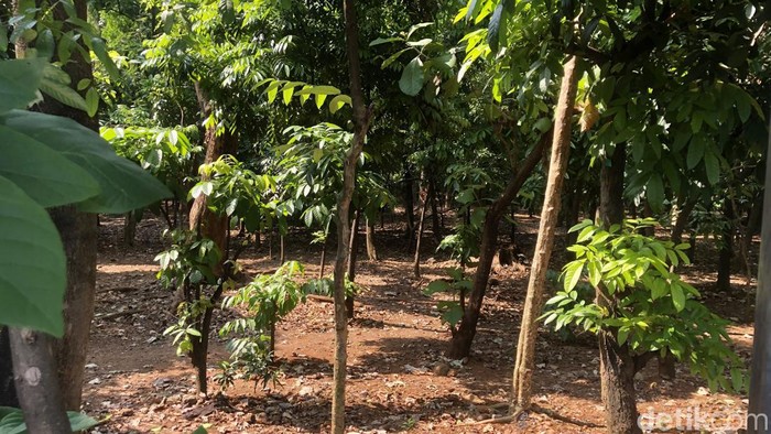 Sempat Jadi βSarangβ LGBT, Hutan Kota Cawang Kini Dijaga 24 Jam Hutan Kota UKI Cawang ini terletak di Jalan Panjaitan, Kelurahan Kebon Pala, Kecamatan Makasar, Jakarta Timur, Senin (31/7/2023).