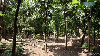 Jadi Sarang Asusila, Pemkot Jaktim Tutup 2 Akses Ilegal Hutan Kota Cawang