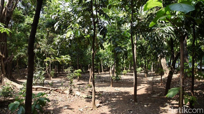 [Hutan Kota Cawang, Tempatnya Aksi Asusila, Pemkot Jaktim Tutup Akses Ilegal!]