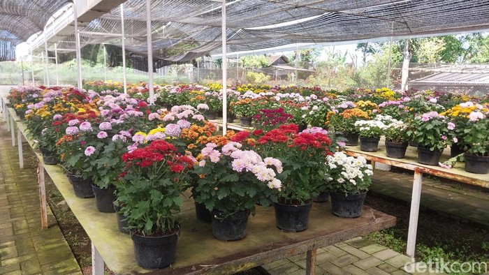 tanaman hias kota batu