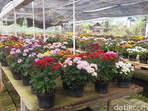 Menengok Desa Sidomulyo Tempat Budi Daya Tanaman Hias Terbesar di Kota Batu