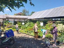 Ini Salah Satu Kawasan Pembudi Daya Bunga Hias Terbesar di Indonesia, Ada Malnya