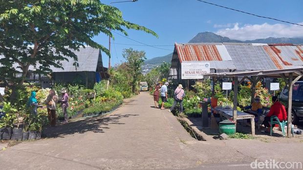 tanaman hias kota batu