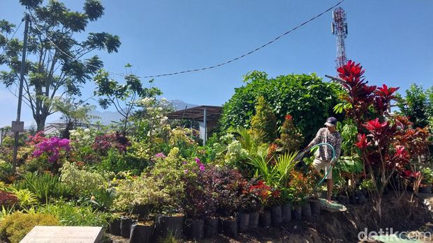 tanaman hias kota batu