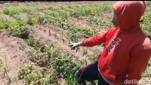 Tanaman kentang di Dieng mulai layu setelah diterpa embun es selama sepekan, Senin (31/7/2023).