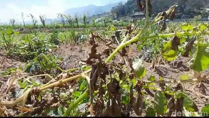 Tanaman kentang di Dieng mulai layu setelah diterpa embun es selama sepekan, Senin (31/7/2023).
