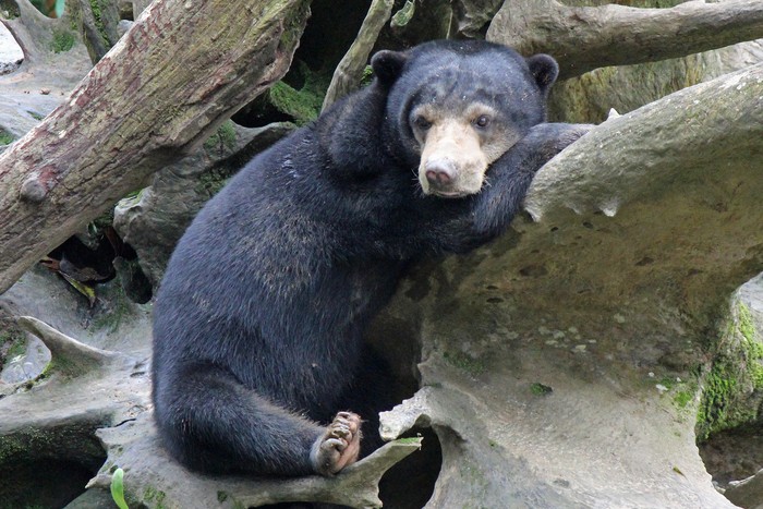Sun Bear in a tree sleeping at the Bornean Sun Bear Conversation Centre,  Sandakan