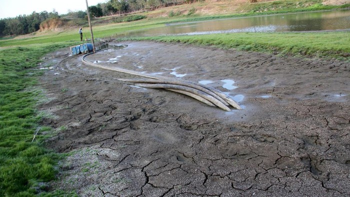 Seorang petani mengambil air untuk menyirami tanaman tembakau di embung Grojogan yang mulai mengering di Desa Pelabuhan, Jombang, Jawa Timur, Selasa (1/8/2023). Embung tadah hujan tersebut mulai mengering sejak beberapa bulan lalu sehingga dimanfaatkan sebagian warga untuk menanam tembakau dan padi. ANTARA FOTO/Syaiful Arif/nym.