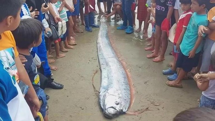 Ikan Oarfish Terdampar di Pantai