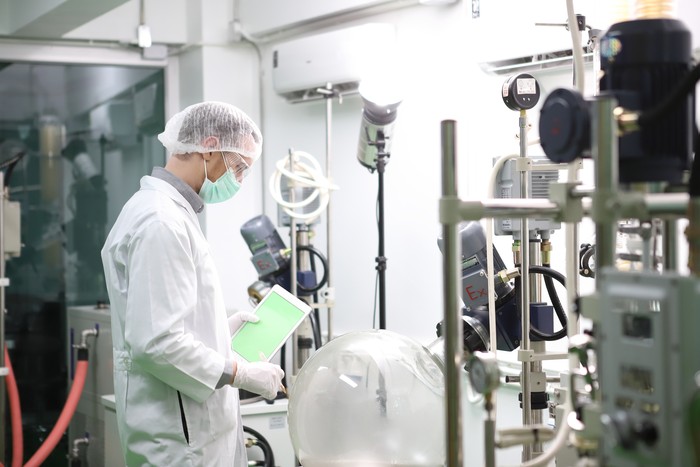 scientist analyzing a biological and ecological hemp plant used for herbal pharmaceutical CBD oil and THC oil in a laboratory.