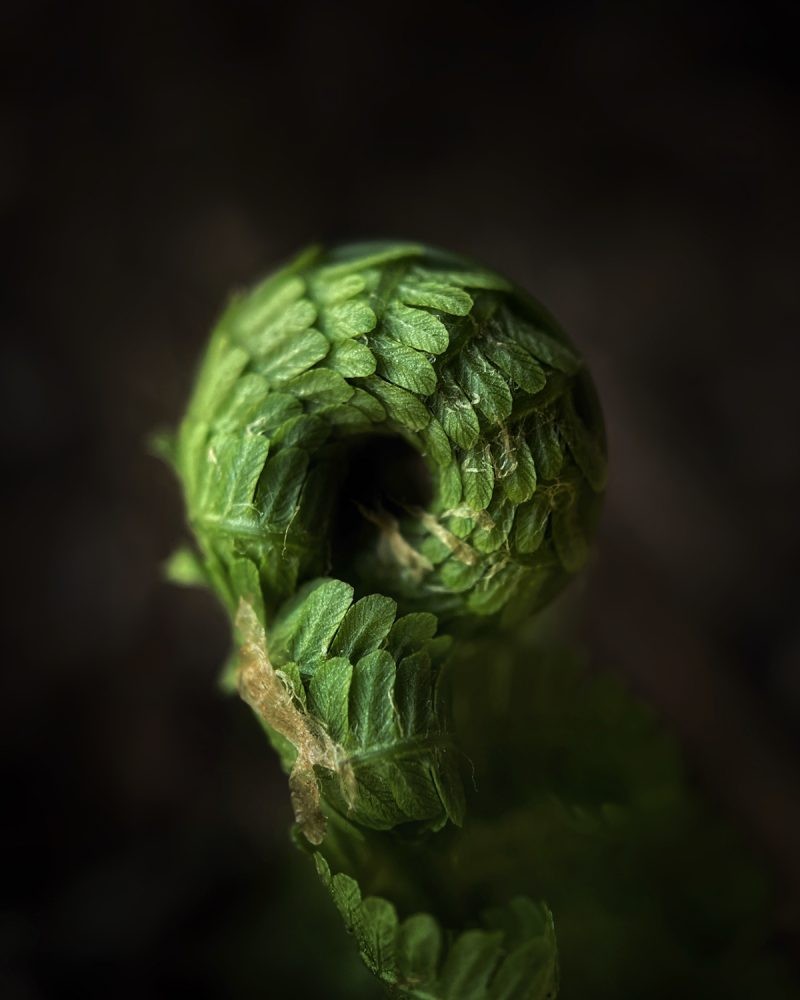 iPhone Photography Awards 2023