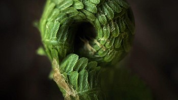 Jawara kategori Nature diraih Scott Galloway menggunakan iPhone 12 Pro Max. Foto: iPhone Photography Awards