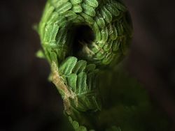 Karya Jawara Kontes Foto iPhone Bikin Terkesima