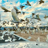 iPhone Photography Awards 2023